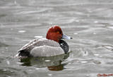 Redhead Duck in Snow