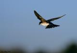 Tree Swallow on the Fly