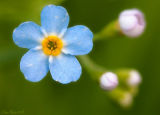 True Forget Me Not
