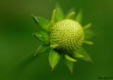 Green Headed Coneflower - Pre Bloom