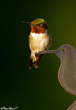 Male RT Hummingbird