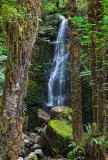 Pocket-waterfall-in-the-Quinault-upload.jpg