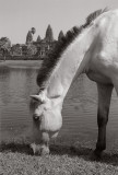 white horse at angkor wat