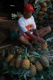 pineapple man