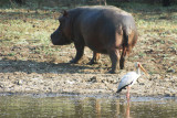 Hippo and Yellow-billed Stork