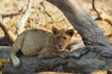 Lion cub