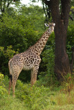 Thornycrofts Giraffe
