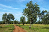 South Luangwa NP