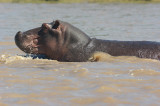 Hippo