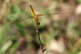 Crocothemis erythraea