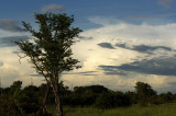 South Luangwa NP