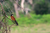 Centropus senegalensis