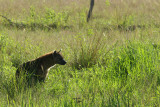 Spotted hyaena