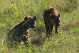 Spotted hyaena