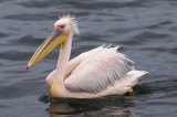 Pelecanus onocrotalus
