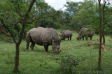 Ziwa Rhino Sanctuary