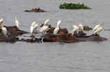 Hippos and Cattle Egret