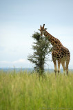 Rothschild Giraffe