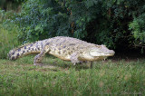 Crocodile