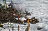 Mycteria ibis