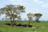 Buffaloes