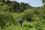 Gorilla Trekking