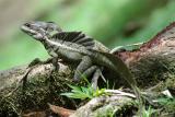 Basiliscus vittatus