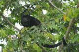 Alouatta palliata