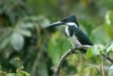 Chloroceryle amazona