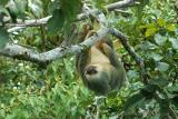 Sloth