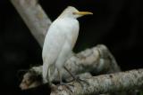 Bubulcus ibis