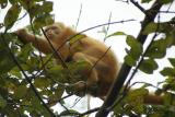 Alouatta palliata (albino)