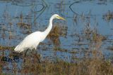 Egretta alba