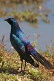 Lamprotornis australis