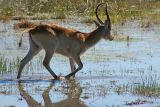 Lechwe