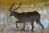 Lechwe