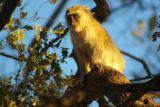 Vervet monkey