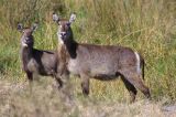 Waterbuck