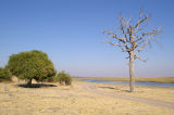 Chobe NP