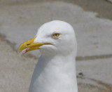 The aggressive gull