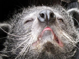 binturong 2009