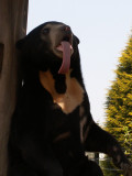 Sun Bears, 2008