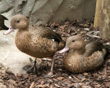 Madagascar Teal 2008