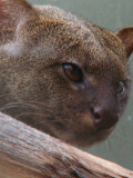 jaguarundi 2008