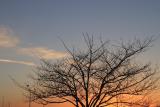 Sunset Tree.jpg