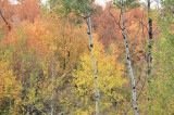 Autumn 2008 _DSC9629.jpg