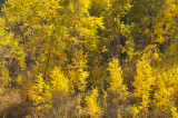 Autumn Aspen _DSC9895.jpg