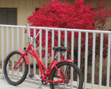 Red Bike and Red Leaves IMG_0496.jpg
