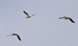 pelicans american falls _DSC3387.jpg