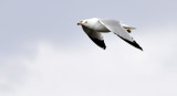 seagull american falls _DSC3327.jpg
